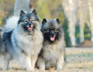 毛獅犬