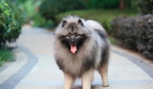 毛獅犬