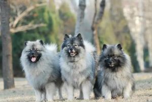 毛獅犬