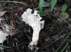 白蓋雞油菌
