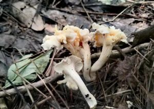 白蓋雞油菌