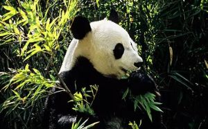 卡內(nèi)普保護區(qū)