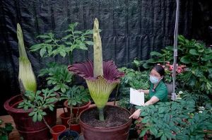 巨魔芋