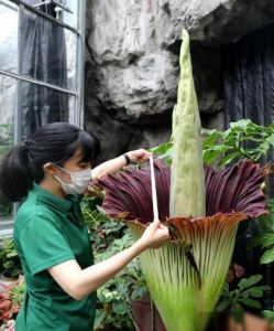 巨魔芋