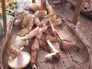 雞樅王