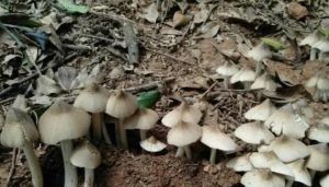 雞樅王