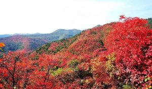 香山紅葉