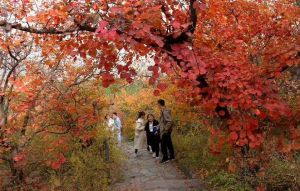 香山紅葉