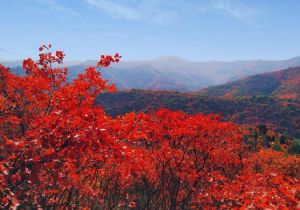 香山紅葉