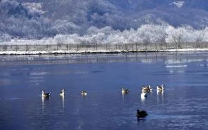 神農(nóng)架大九湖國家濕地公園動物