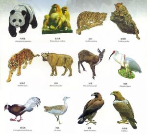 國家保護動物