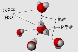 分子間氫鍵