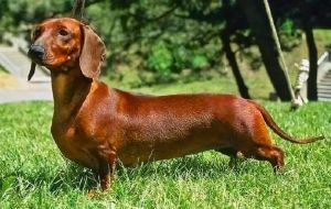 臘腸犬