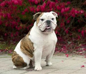 英國斗牛犬