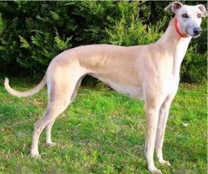 山東細犬