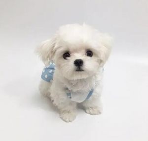 瑪爾濟(jì)斯犬