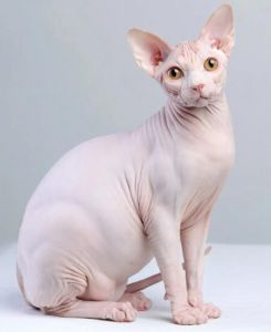 斯芬克斯貓