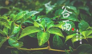 谷雨