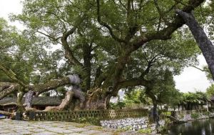 920歲古樟如今獨樹成園了