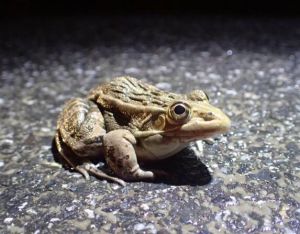 黑斑側(cè)褶蛙