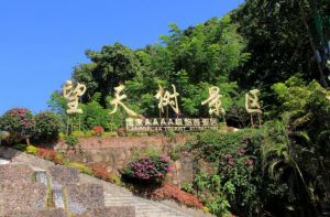 望天樹風景區