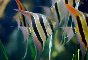 橫紋神仙魚(yú)