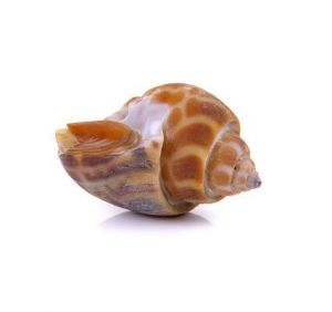 方斑東風(fēng)螺