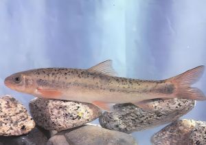 大理裂腹魚