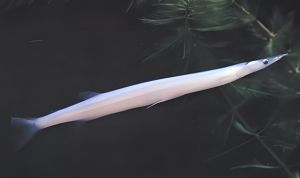 大銀魚