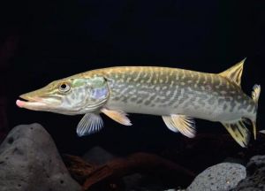狗魚