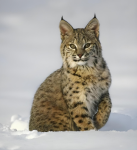 猞猁屬