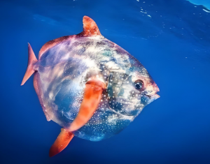 月亮魚
