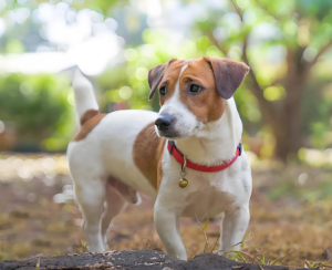 杰克羅素梗犬