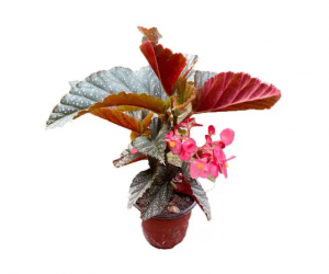 花葉秋海棠