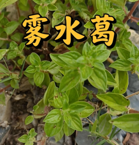 霧水葛