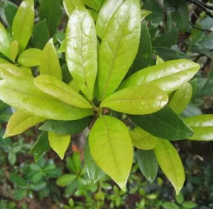 蕈樹