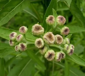 翼齒六棱菊