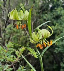 綠花百合