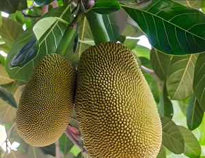 波羅蜜屬