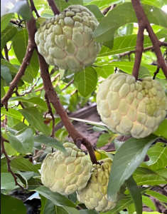 番荔枝科