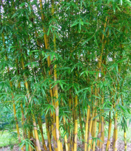 黃竹