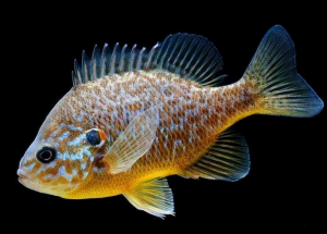 太陽魚