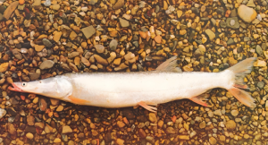 鯮魚