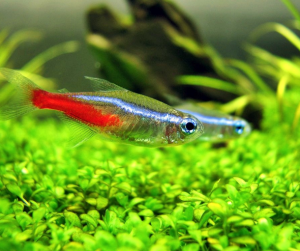 紅綠燈魚