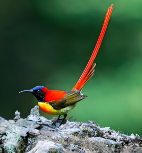 火尾太陽鳥