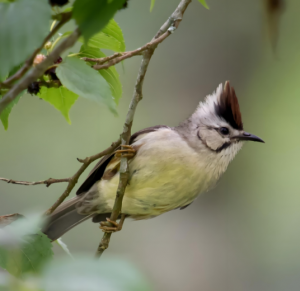 褐頭鳳鹛