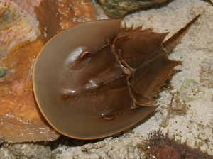 圓尾蝎鱟