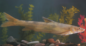 塔里木裂腹魚