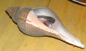 細角螺