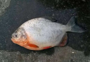 刺鯧